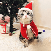 Nón Mũ Noel Giáng Sinh Cho Chó Mèo - Paddy Pet Shop